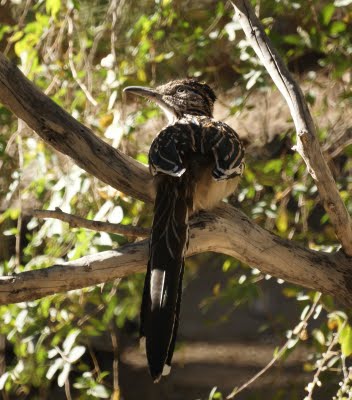 Roadrunner