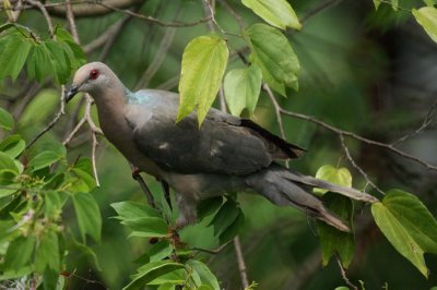 Ring-tailed Pigeon