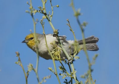 Verdin 