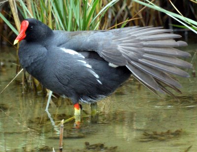 Common Moorhen