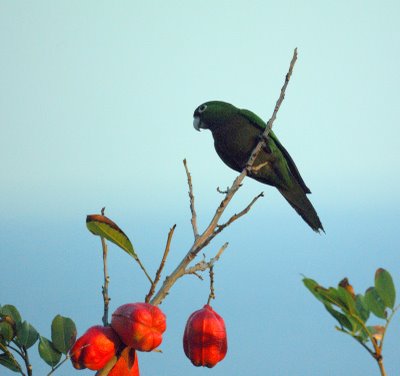 Olive-throated Parakeet