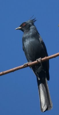 Phainopepla