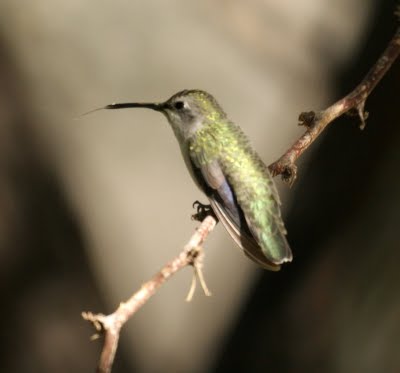 Hummingbird