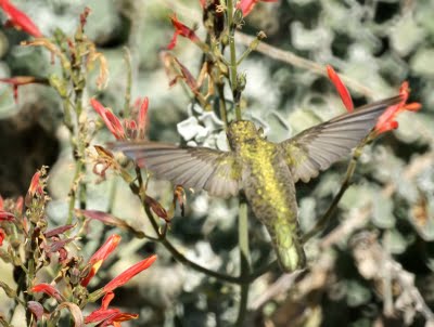 Hummingbird