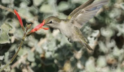 Hummingbird