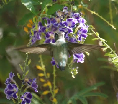 Hummingbird