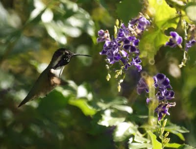 Hummingbird