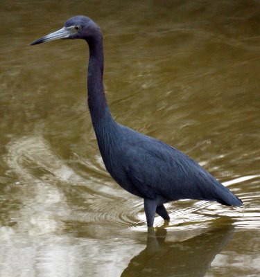 Little Blue Heron