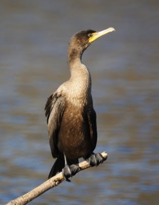 Cormorant