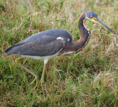 Tricolored heron