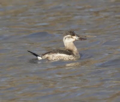 Ruddy Duck