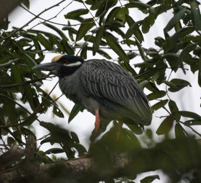 Yellow-crowned Night Heron