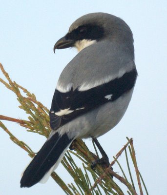 shrike