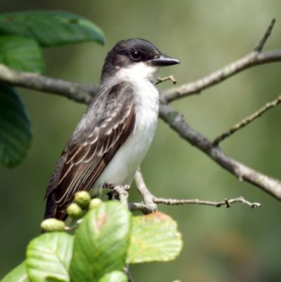 Eastern Kingbird, 