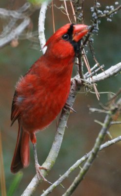 Norther Cardinal Eating