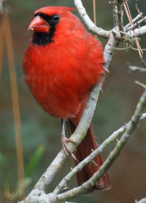 Northern Cardinal