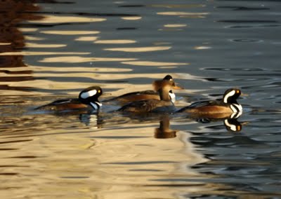 Hooded Merganser