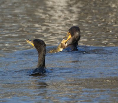 Cormorants