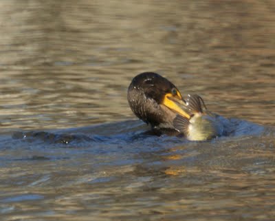 Cormorant with Fish