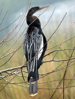 Anhinga