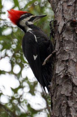 Pileated Woodpecker