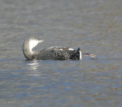 Red Throated Loon