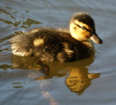 Mallard Duckling