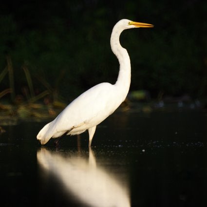 Great Egret