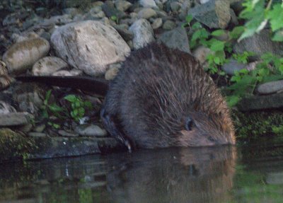 Beaver