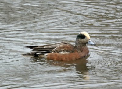 American Widgeon