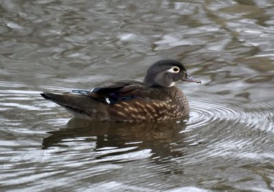 Female Wood Duck