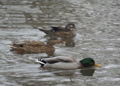 Wood Duck with Mallards