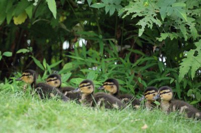 Baby Ducks