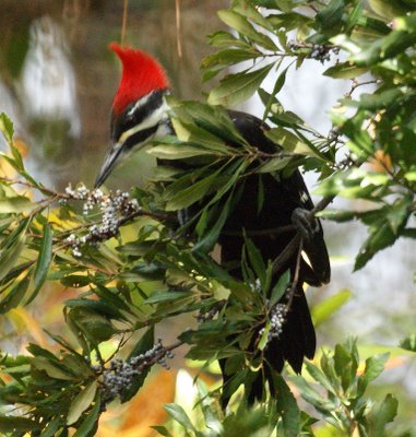 Pileated Woodpecker Eating