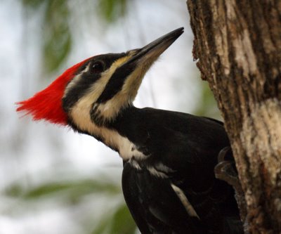 Pileated Woodpecker