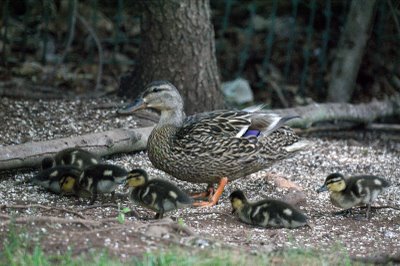 Baby Ducks