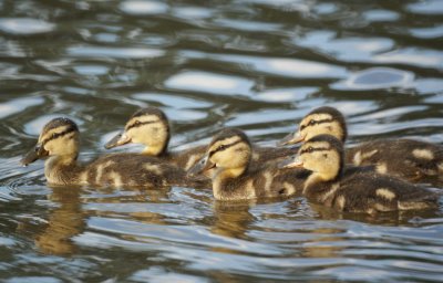 Baby Ducks