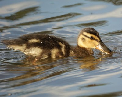 Baby Duck