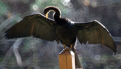 Anhinga spreading its wings