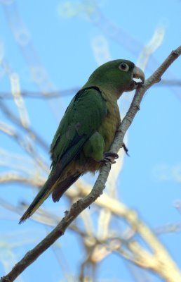 Olive-throated Parakeet