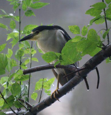 Night Heron