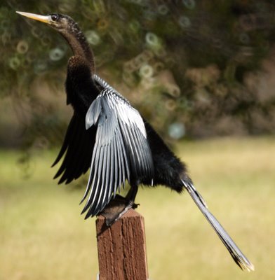 Anhinga spreading its wings