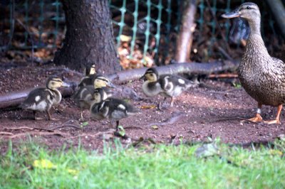  Baby Ducks