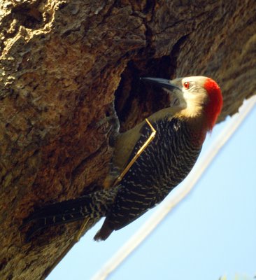 Jamaican Woodpecker