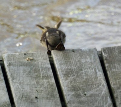  Baby Duck