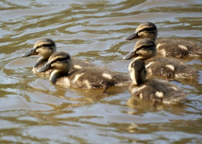  Baby Ducks
