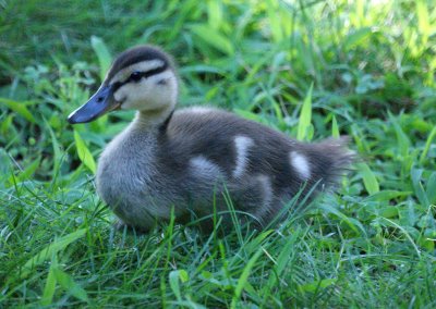  Baby Duck