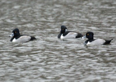 Ring-necked ducks