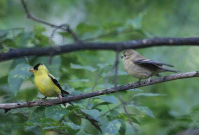 Goldfinches