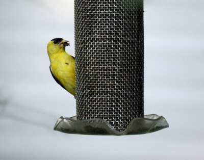 American Goldfinch